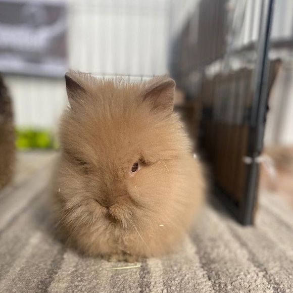 Meet your Posher, Kelly A - Picture 1 of 1